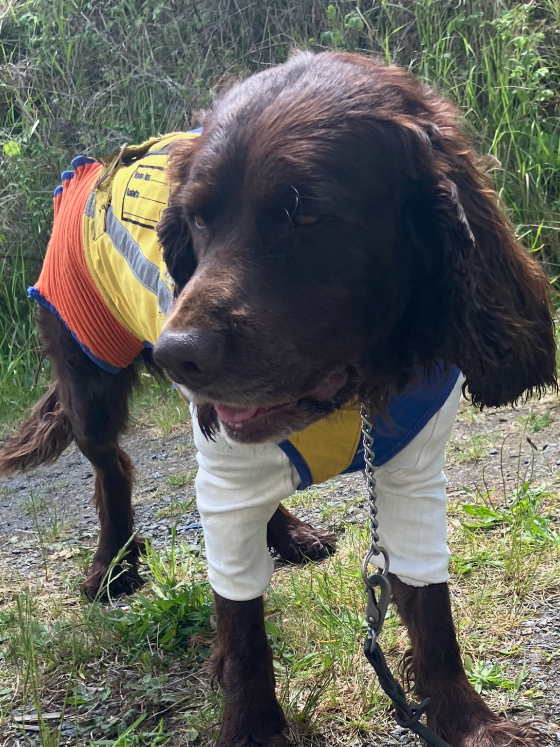 Dog in green protective gear