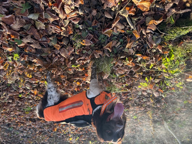 Dog in orange protective gear